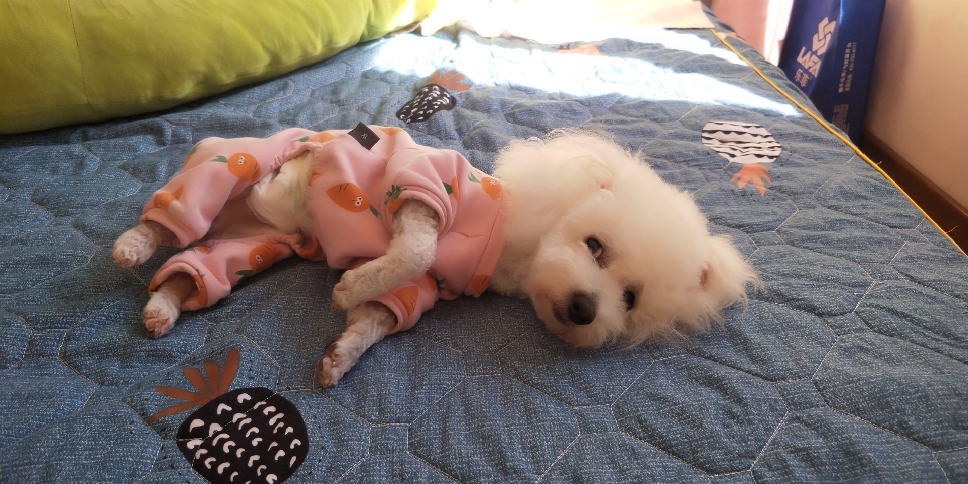 北京比熊犬舍