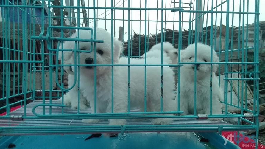 北京比熊犬舍
